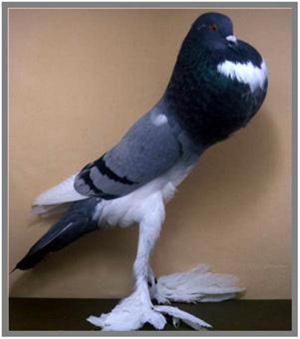 Голубь с большим зобом. Карликовый дутыш. Породы голубей дутыши. Порода дутыш сизый павлиний. Pouter Pigeon.