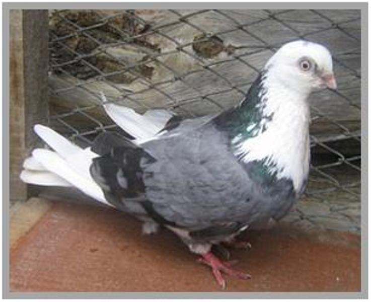 Merpati HIAS - fancy pigeon.